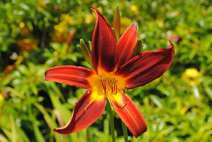 day lily, serrated, flower, forest, summer
