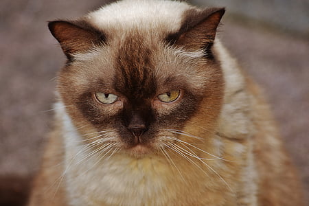 kedi, Britanya ile ilgili stenografi, mieze, mavi göz, safkan, Sevgili, tatlı