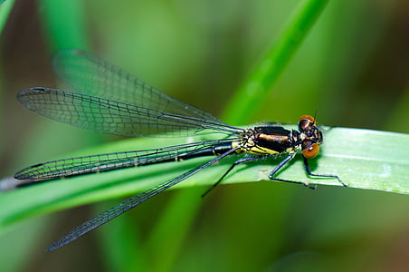dragonfly, insect, nature, wing, green color, one animal, animal themes