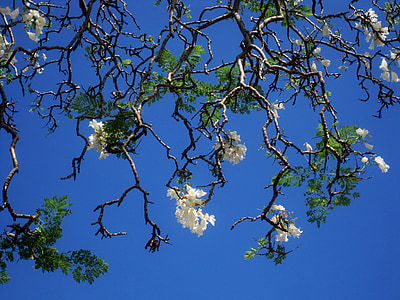 Jakaranda, дърво, цветя, бяло, небе, синьо, природата