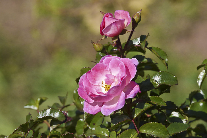 Rose, fleur, floraison rose, famille des roses, jardin, nature, plante