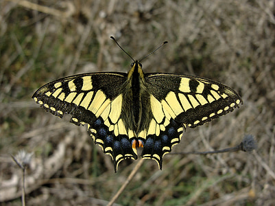 Motyl, swallowtail, makro, owad, Natura, skrzydła, kolorowe