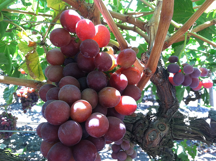 виноград, Виноградна лоза, органічні