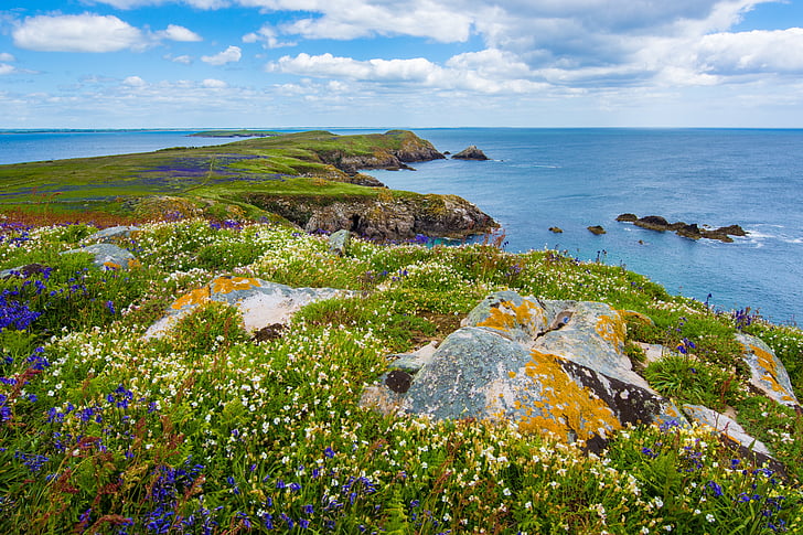 coast, lush, vegetation, grass, wildflowers, rocks, boulders