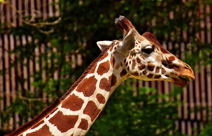 žirafe, savvaļas dzīvnieks, traipus, ilgi zobgalību, dzīvnieki, Āfrika, zooloģiskais dārzs