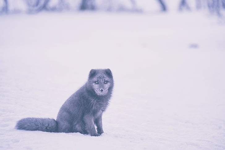 Fox, hewan, satwa liar, salju, musim dingin, satu binatang, suhu dingin