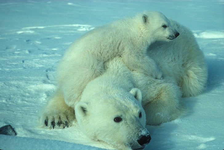 polar bear, mother, cub, white, arctic, snow, ice