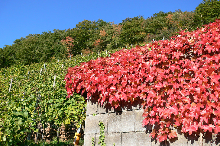 høst, vingården, vindyrkende, Golden oktober, høst landskap