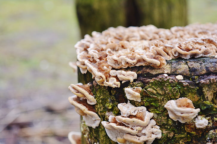 mushroom, forest, nature