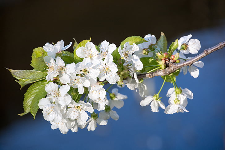 češnjev cvet, podružnica, češnja, cvet, pomlad, sadnega drevja, beli cvet