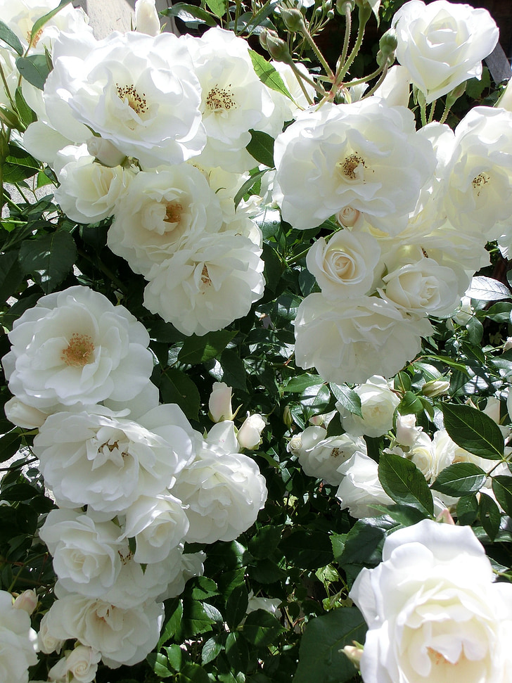 róże, Natura, kwiaty, ogród, roślina, białe róże, biały