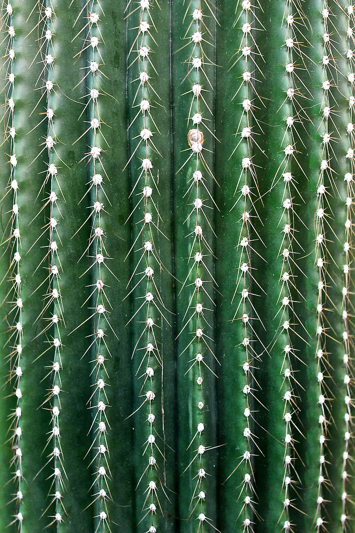 Cactus, Spur, doornen, cactus broeikasgassen, stekelig, groen
