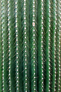 Cactus, sporre, törnen, Cactus växthus, taggig, grön