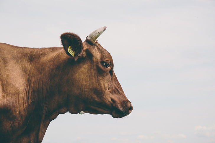 agricultura, animal, fotografia animal, Borrão, close-up, vaca, luz do dia