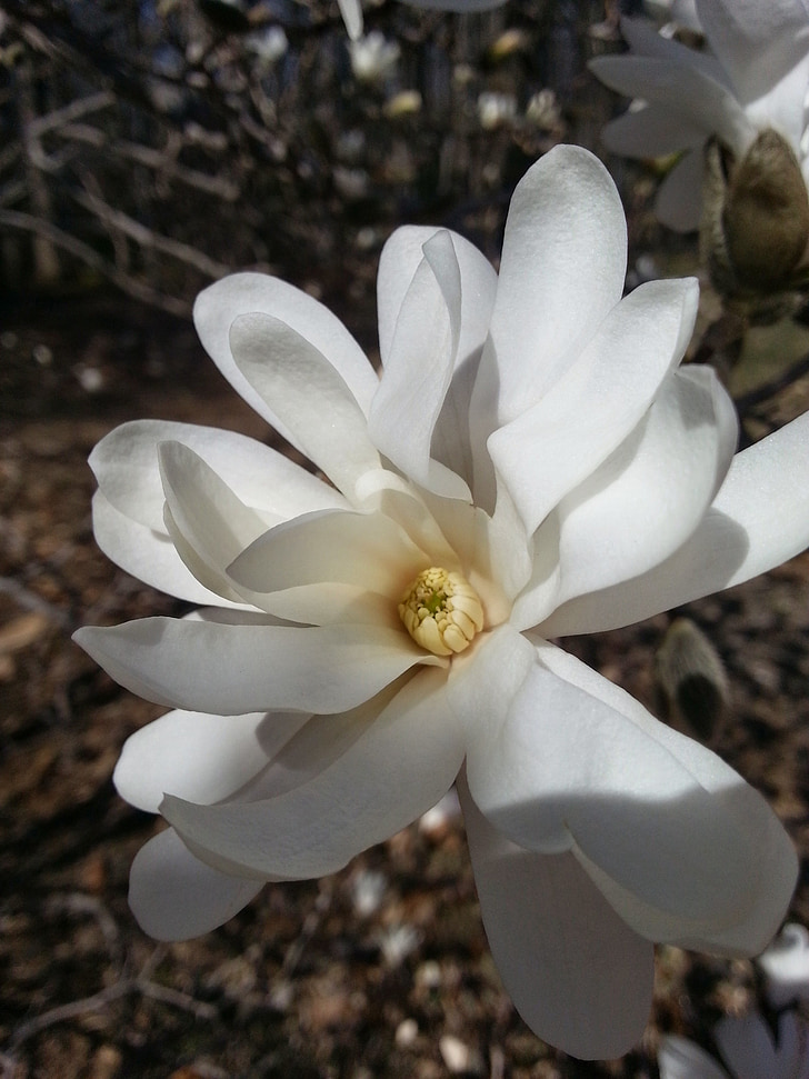 white, flower, magnolia, tree, nature, plant, floral