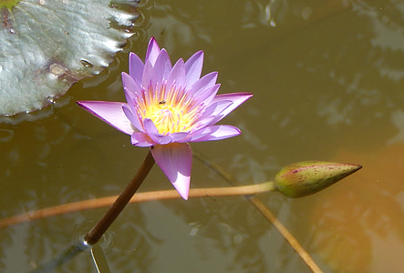 water lily, flower, purple, aquatic, water, pond, nature