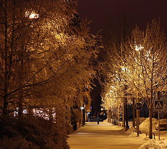 奥卢, 芬兰, 晚上, 晚上, 街道, 树木, 人
