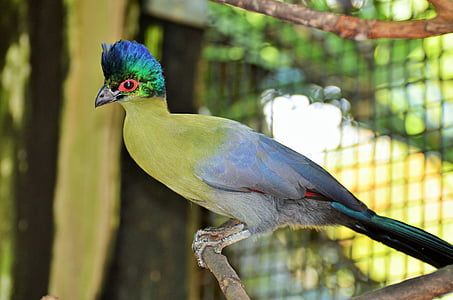 pássaro, pássaros exóticos, pássaro verde, exóticas, animal, jardim zoológico, bico