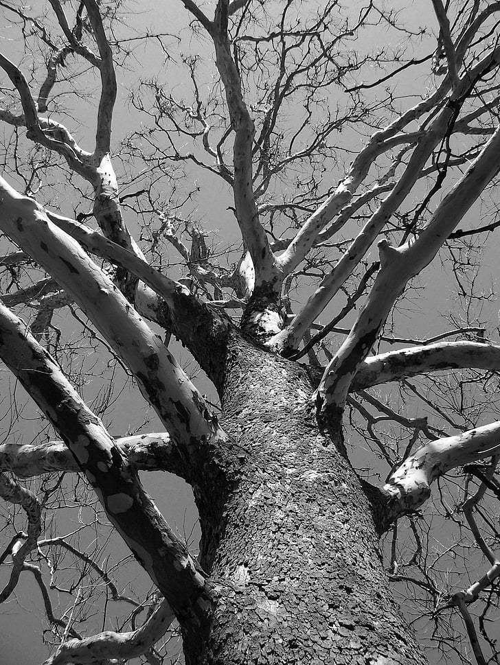 siva, obsega, fotografija, drevo, mrtvih, pozimi, veje