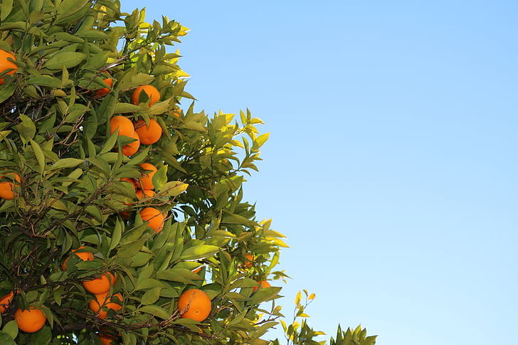 fruits, nature, oranges, sky, tree