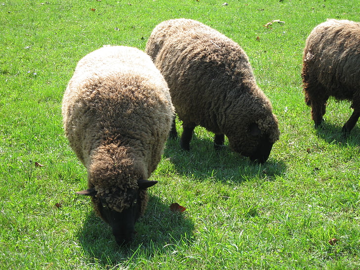 овцы, ферма, животное, Баранина, шерсть, Животноводство, трава