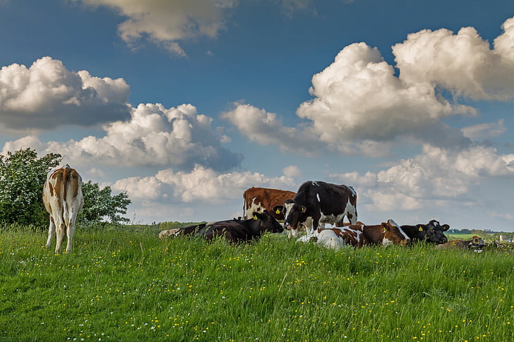 Danska, krave, pašnjak, livada, nebo, oblaci, ljeto