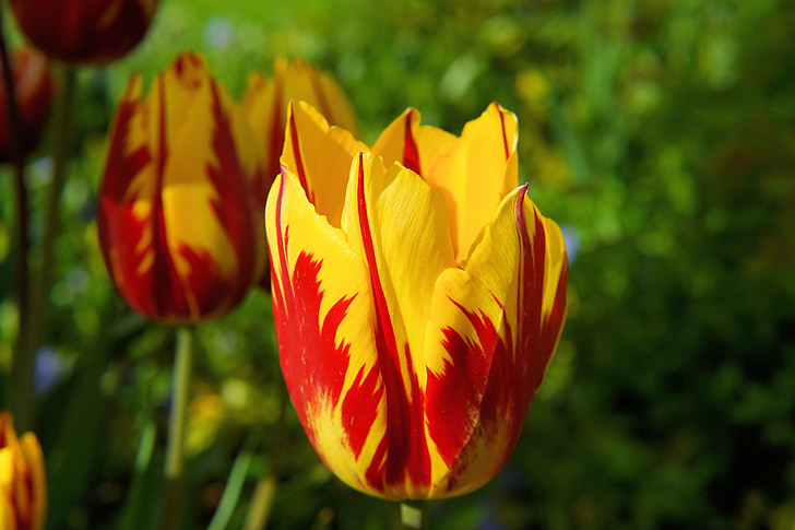 Blossom, nở hoa, Tulip, đỏ vàng, Hoa, mùa xuân, thực vật
