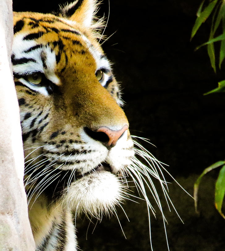 tiger, close, nuremberg, stripes, cat, animal, wild animal