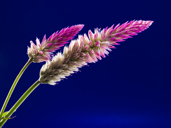bloom, blossom, flora, flowers, nature, plant, flower