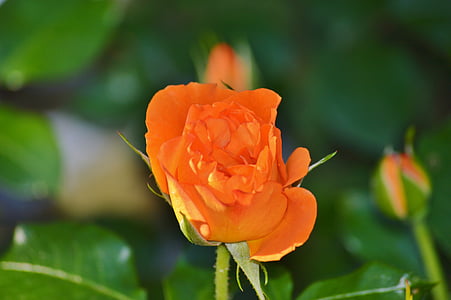 Rosen, Blumen, Knospe, Orange, Rosenblüte, Blume, Garten