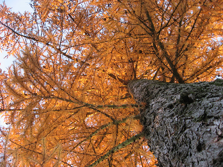 drevo, jeseni, oranžna, plemena, narave, zlati jeseni