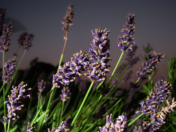 Lavender, bunga, Tutup, makro foto, musim panas