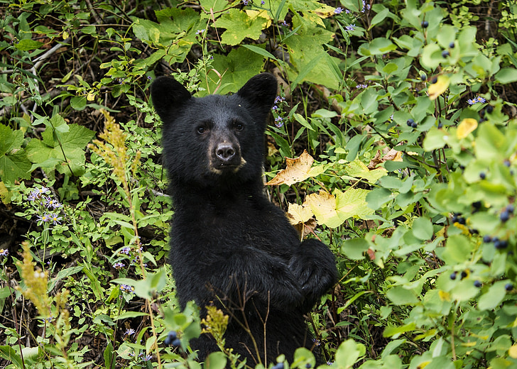 black bear, cub, looking, wildlife, nature, outdoors, wild
