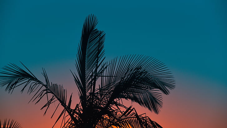 palm, tree, plant, leaf, nature, sunset, sky