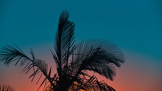 palmy, drzewo, roślina, liść, Natura, zachód słońca, niebo