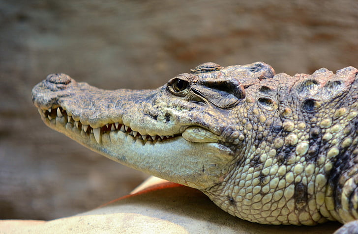 crocodile, tête, Alligator, bouche, animal, reptile, peau