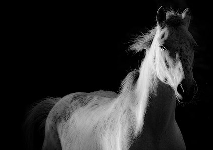 Pferd, Schuh, weißes Pferd, Equine, weiß, Tiere, Reiten
