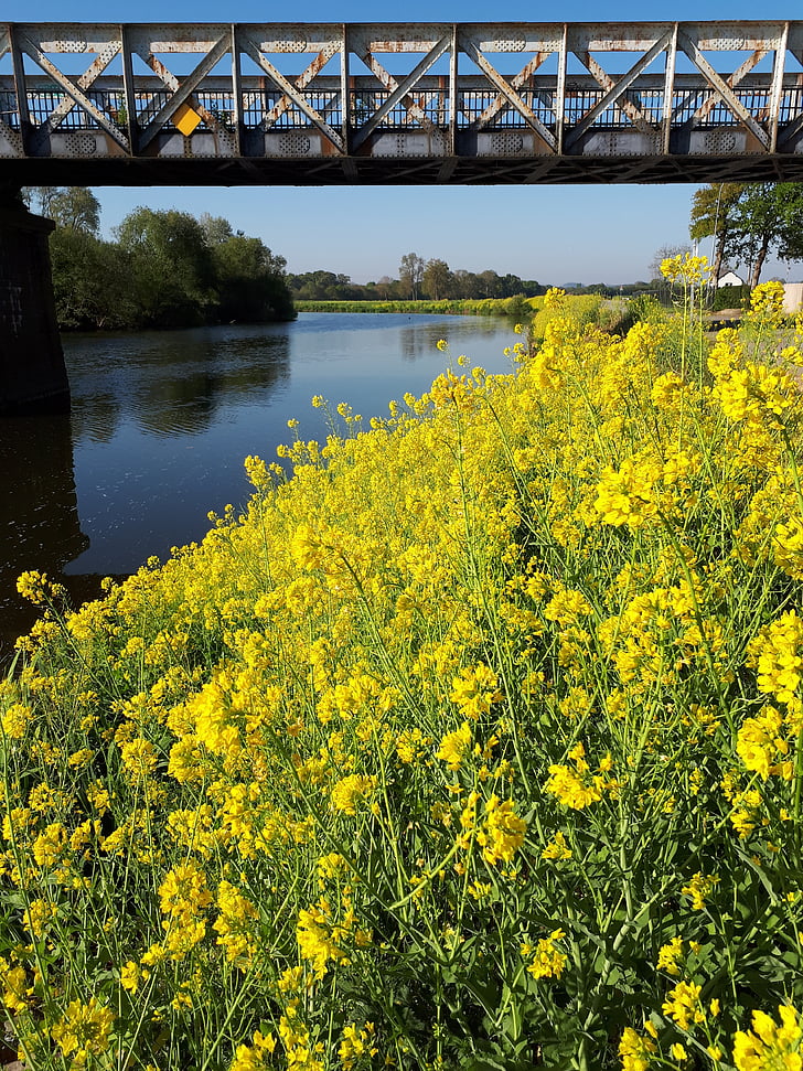 rumeni cvet, reka, most, Brittany