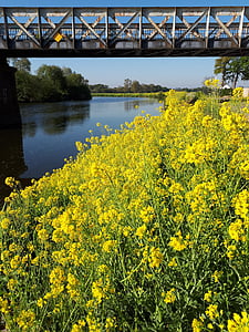 gele bloem, rivier, brug, Bretagne