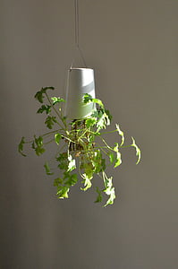 zitronengeranium, kasvi, roikkuu, vihreä, huonekasvi