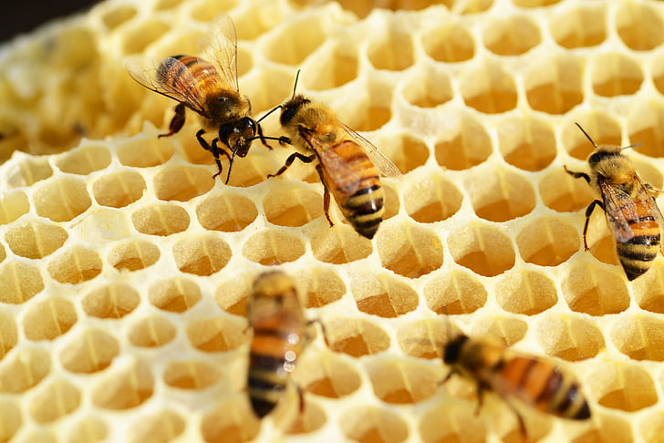 пчели, изграждане на медена пита, мед, медоносни пчели, пчелна пита, buckfast, гребени