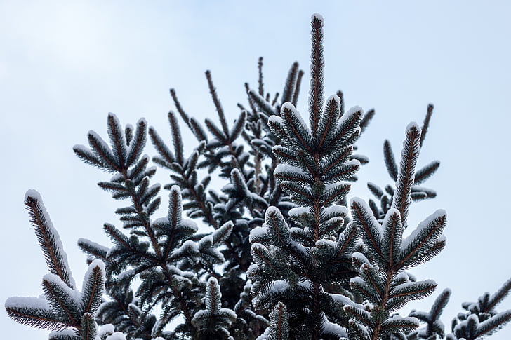 arbre de pin, neige, pin, hiver, arbre, froide, couverts