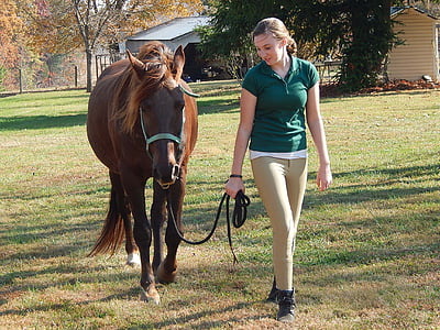 Pferd, Wallach, Tennessee Walking horse