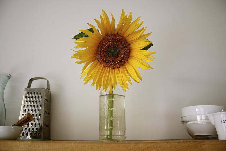 Sun flower, Słońce, Latem, kwiat, Bloom, Natura, żółty