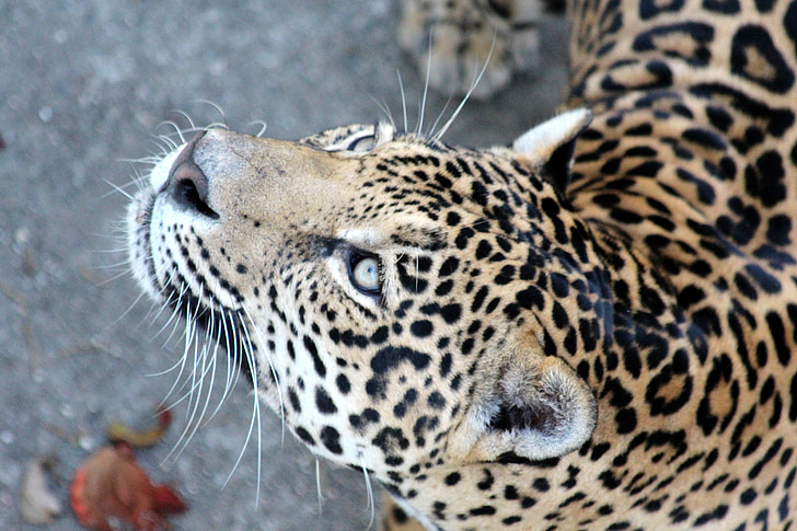 Jaguar, villkatt, rovfisk katt, rovdyr, dyret, Beast of prey, Vis