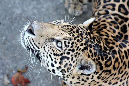 Jaguar, vadmacska, ragadozó macskát, ragadozó, szörnyeteg, ragadozó fenevad, nézet