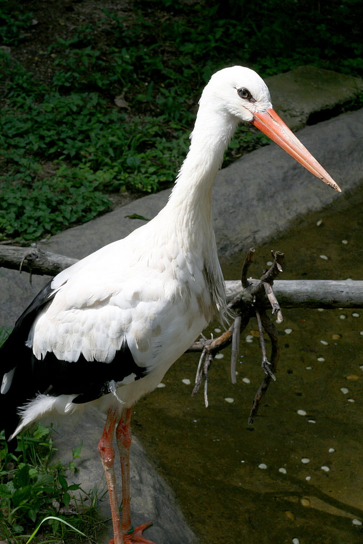Stork, nye, Everland, hvit