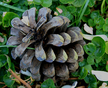 pine cone, spiky, round, elongated, hard, seed pod, opened