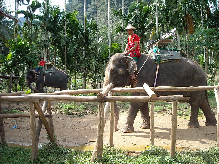 태국, 태국어, 자연 공원, 코끼리, ele, nuturschutz, 동물