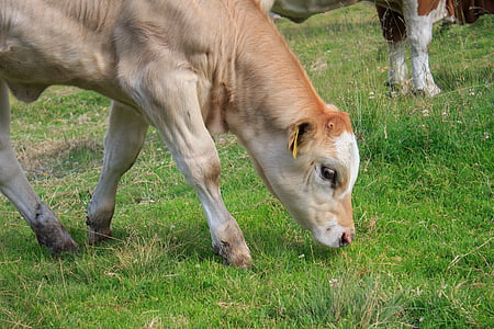 calf, calves, beef, alm, cow, agriculture, cattle